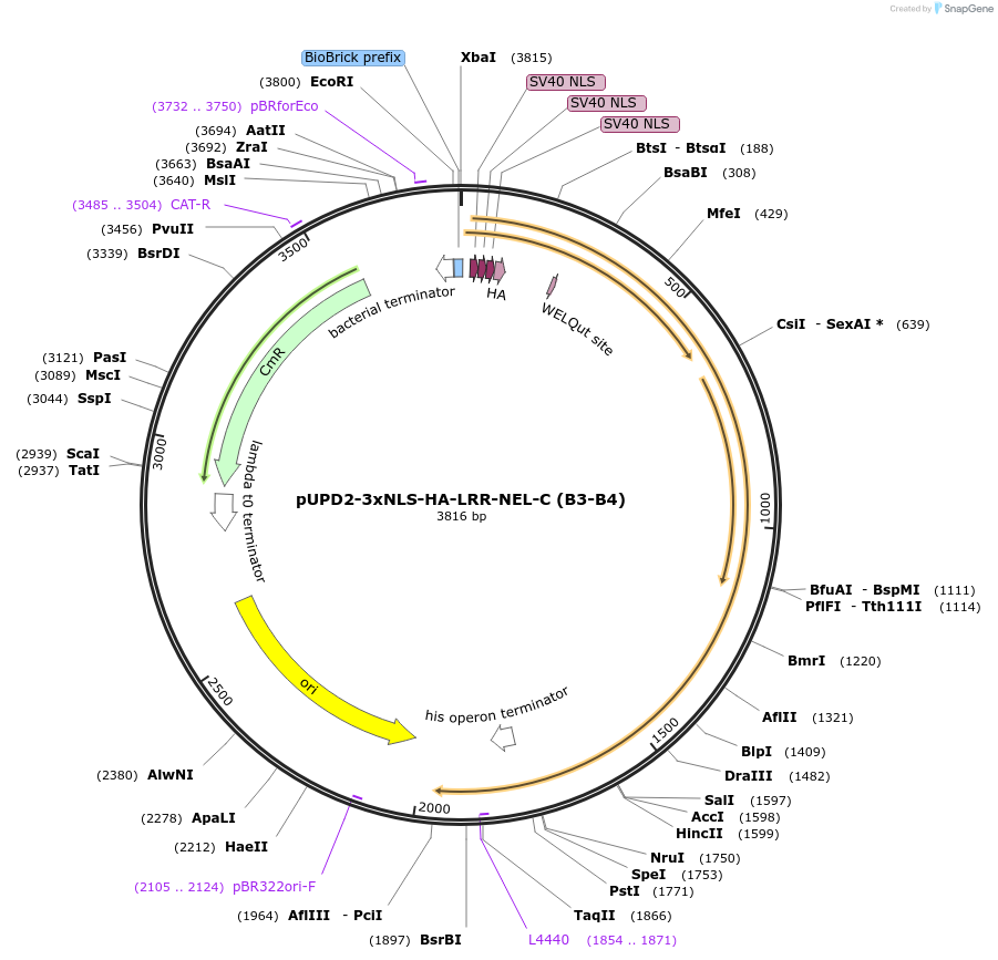 211861-plasmid-map-sequence-id-417752
