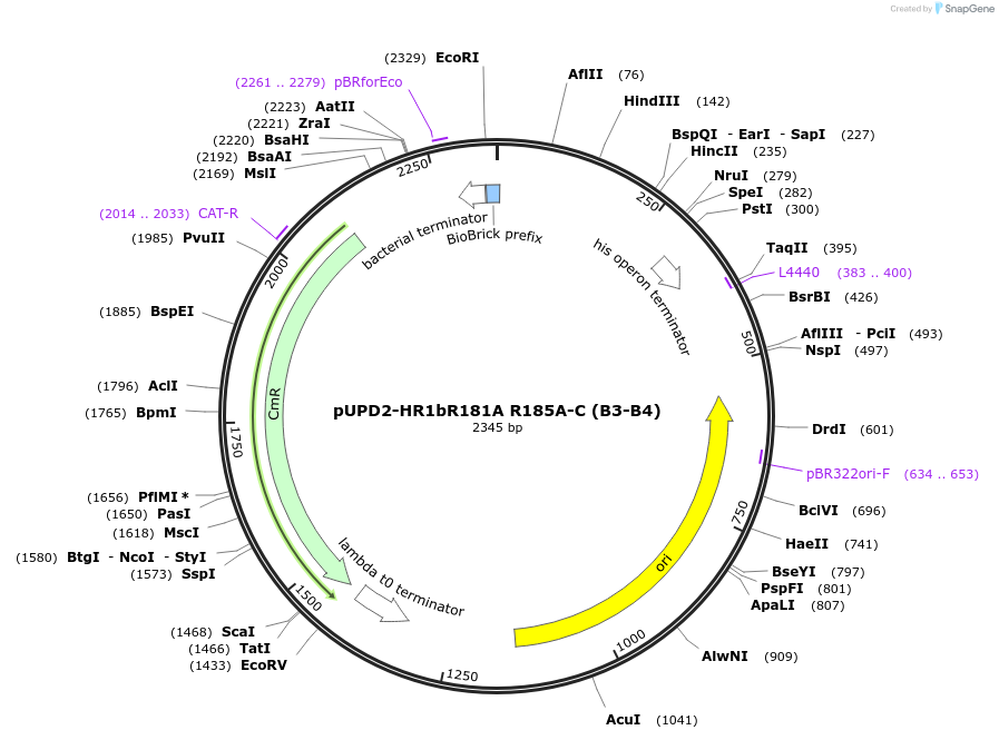 211855-plasmid-map-sequence-id-417760