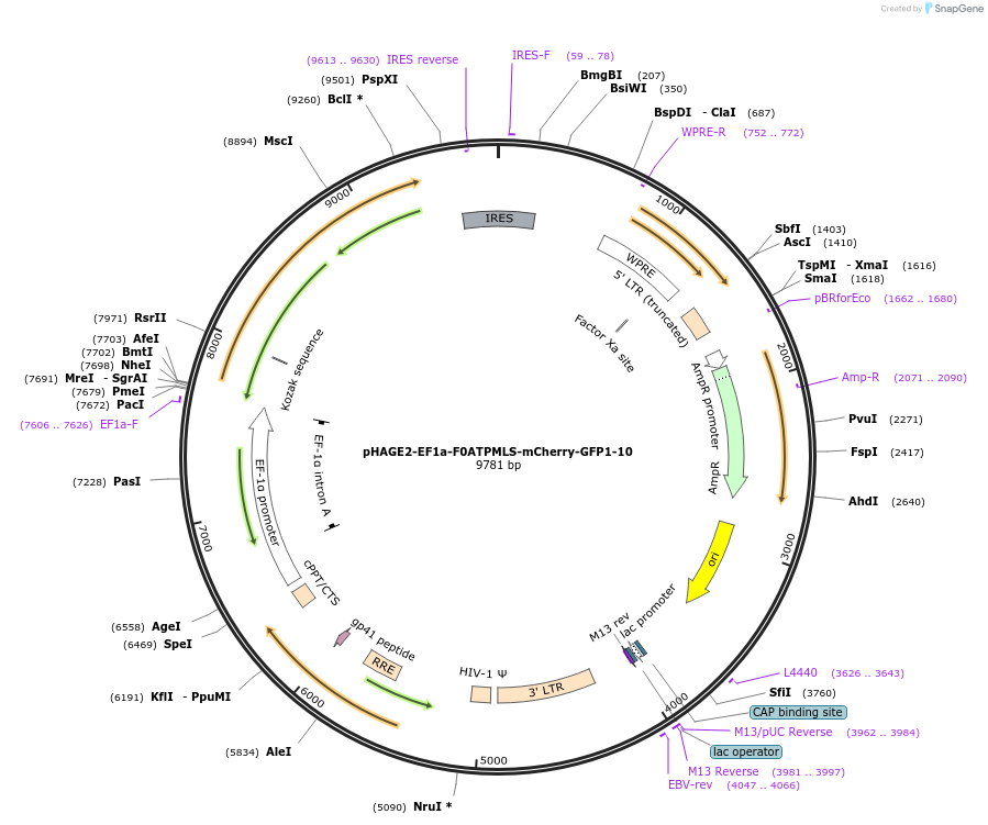 211466-plasmid-map-sequence-id-417761