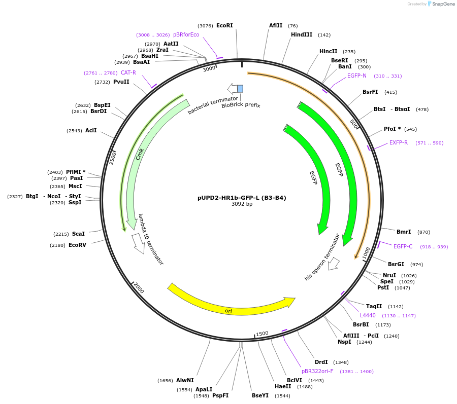 211853-plasmid-map-sequence-id-417762