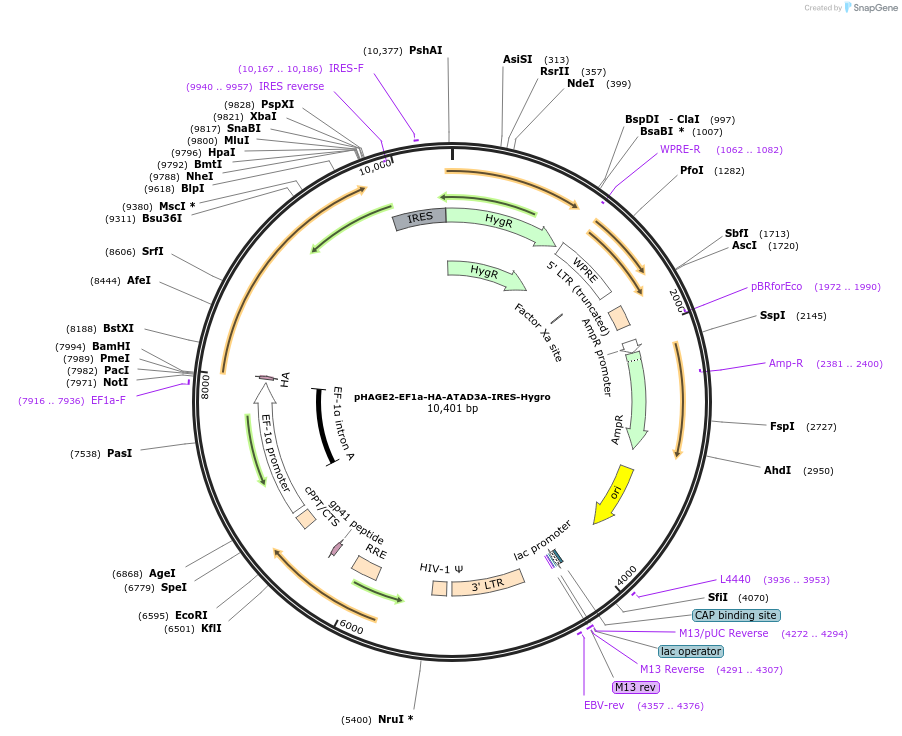 211469-plasmid-map-sequence-id-417763