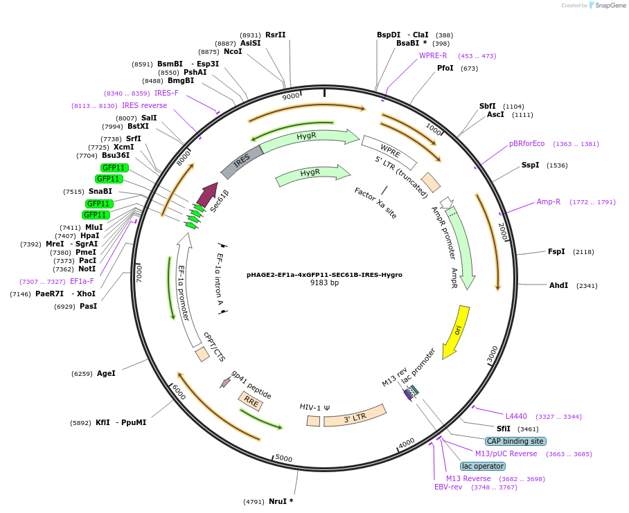 211468-plasmid-map-sequence-id-417766
