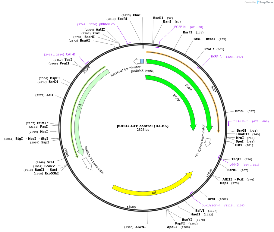 211848-plasmid-map-sequence-id-417767