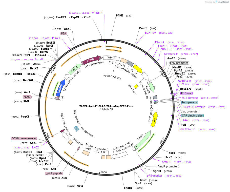 211463-plasmid-map-sequence-id-417768