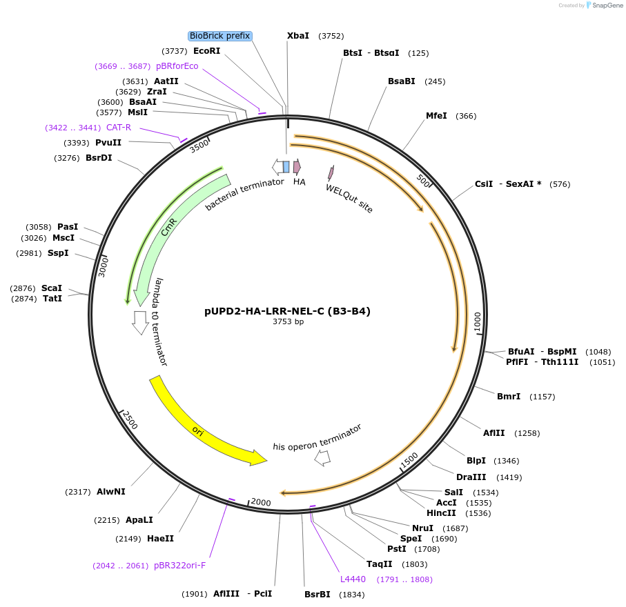 211860-plasmid-map-sequence-id-417769