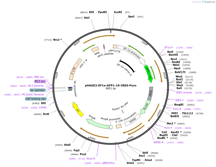 211467-plasmid-map-sequence-id-417770