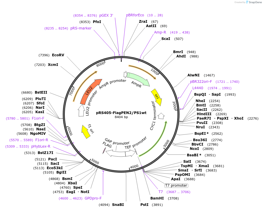 207803-plasmid-map-sequence-id-417771