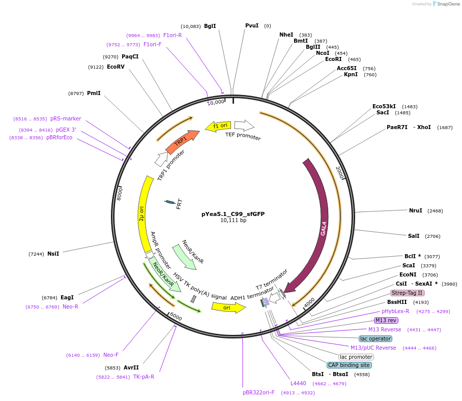207802-plasmid-map-sequence-id-417788