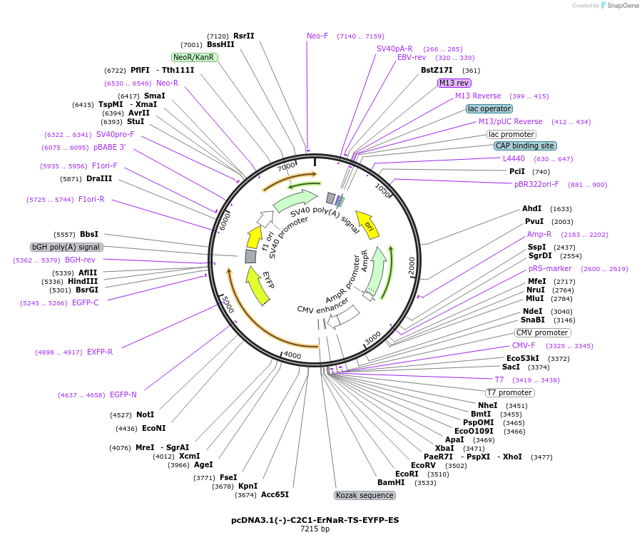 209851-plasmid-map-sequence-id-417796