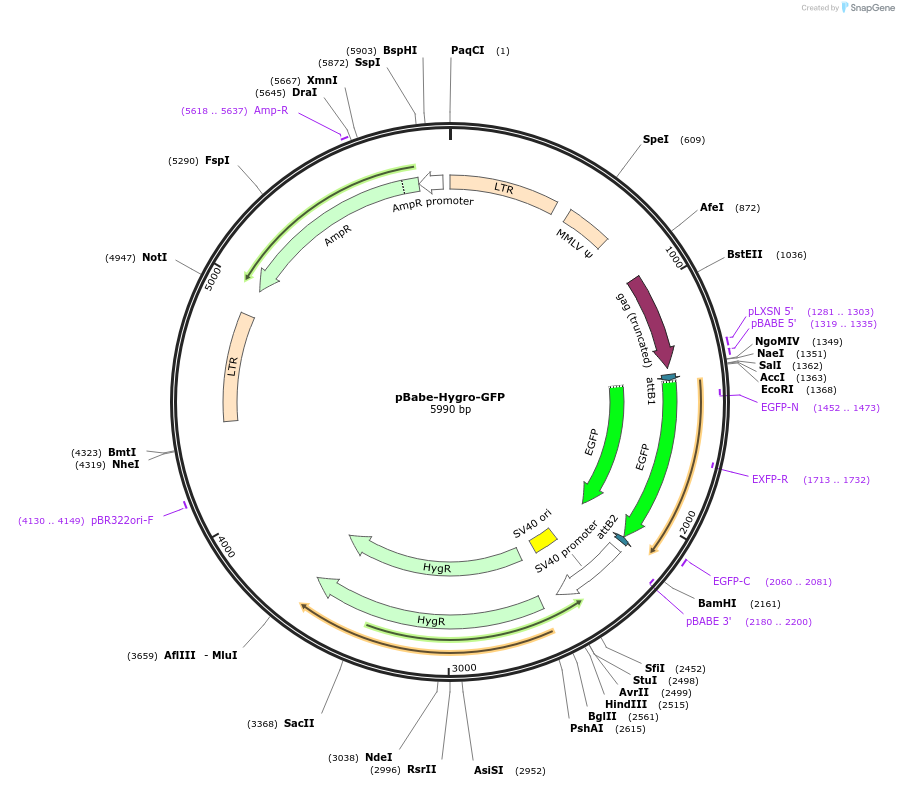 61215-plasmid-map-sequence-id-417803