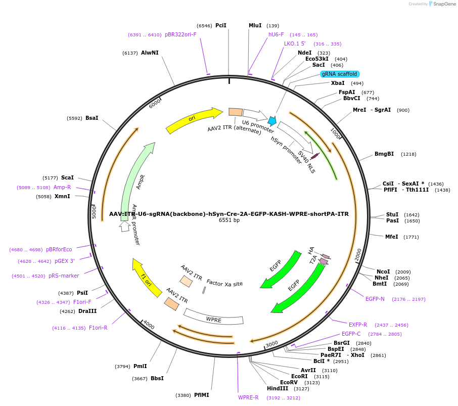 60231-plasmid-map-sequence-id-417804