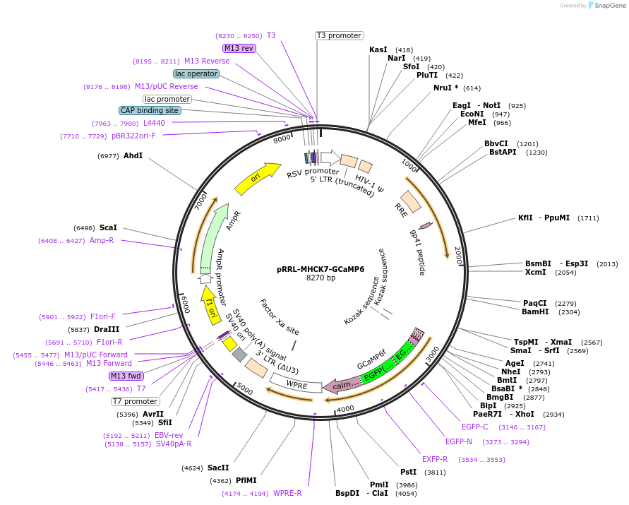 65042-plasmid-map-sequence-id-417806