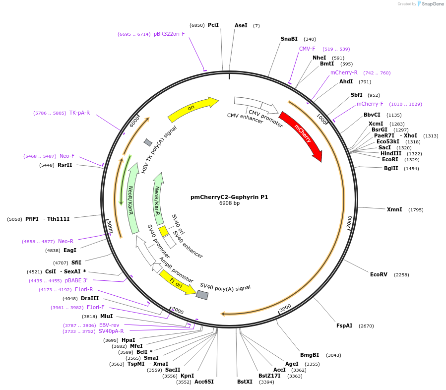68820-plasmid-map-sequence-id-417807