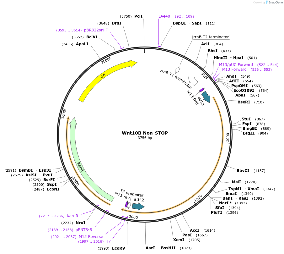 34748-plasmid-map-sequence-id-41781