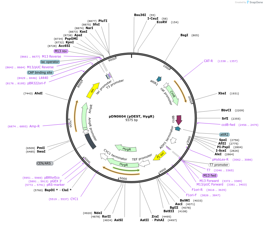 210483-plasmid-map-sequence-id-417816