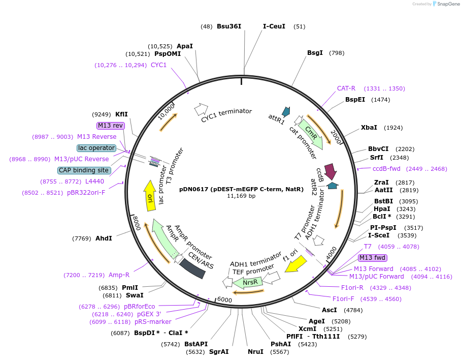 210484-plasmid-map-sequence-id-417817