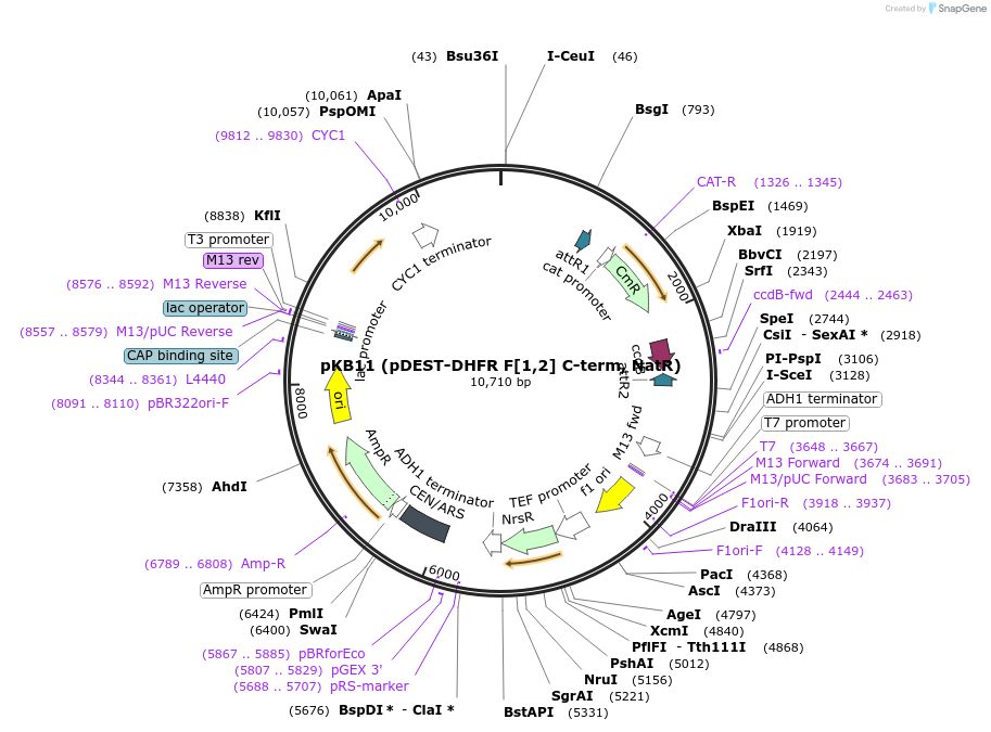 210485-plasmid-map-sequence-id-417818