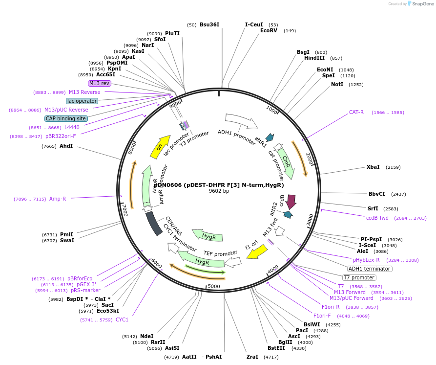 210488-plasmid-map-sequence-id-417819