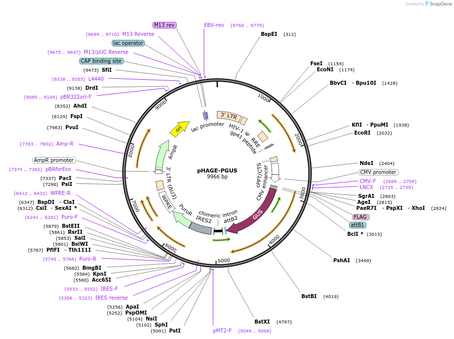 207827-plasmid-map-sequence-id-417839