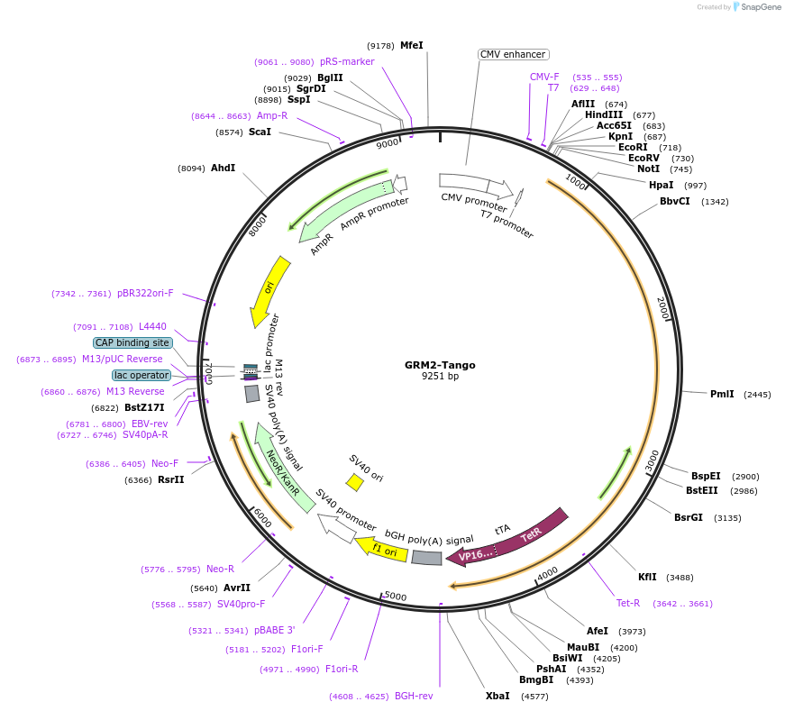 66388-plasmid-map-sequence-id-417851