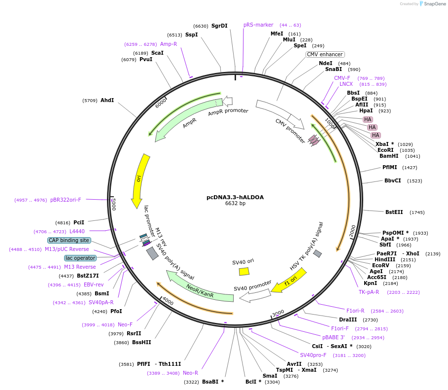 210809-plasmid-map-sequence-id-417852