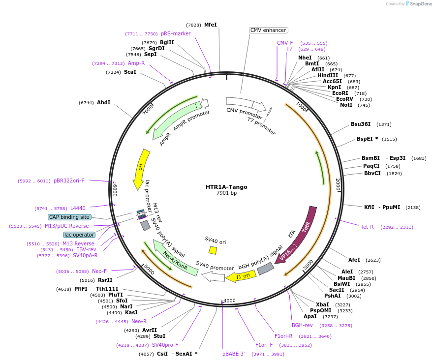 66404-plasmid-map-sequence-id-417855