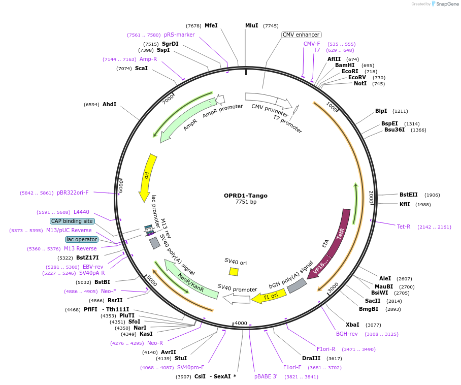 66461-plasmid-map-sequence-id-417858