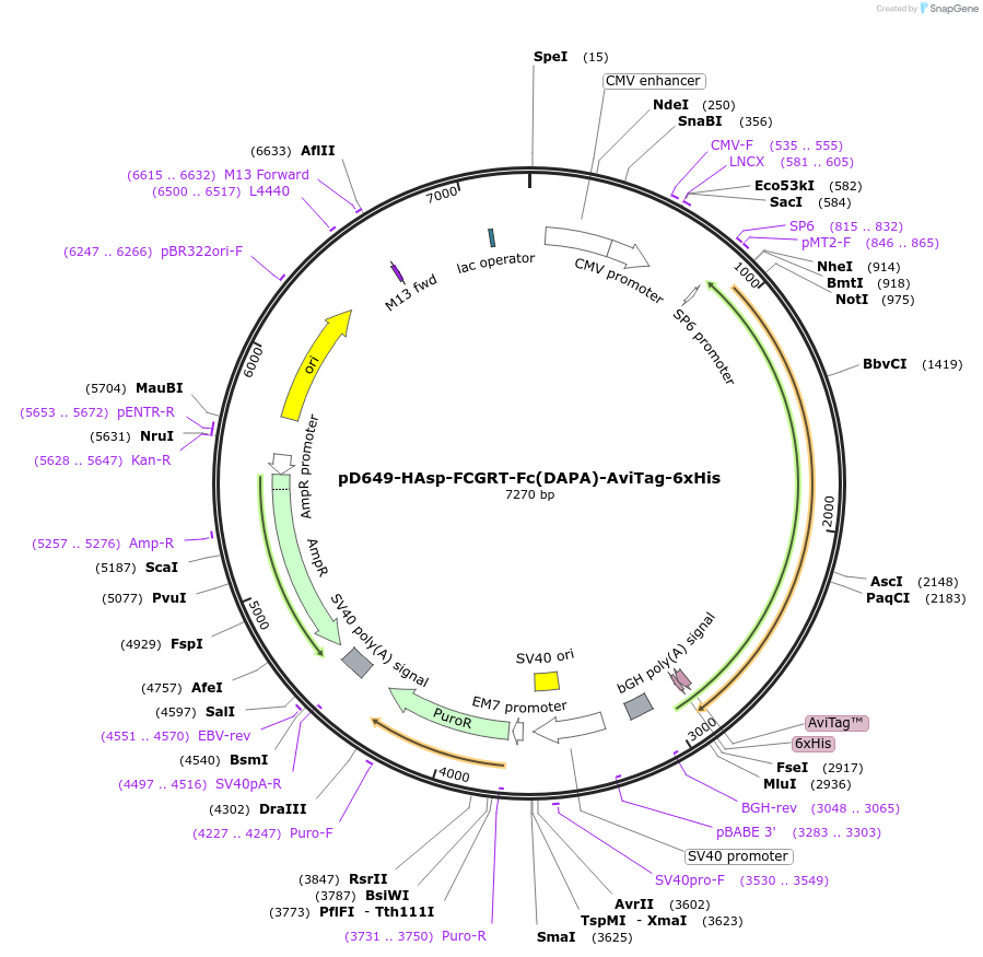 156820-plasmid-map-sequence-id-417860