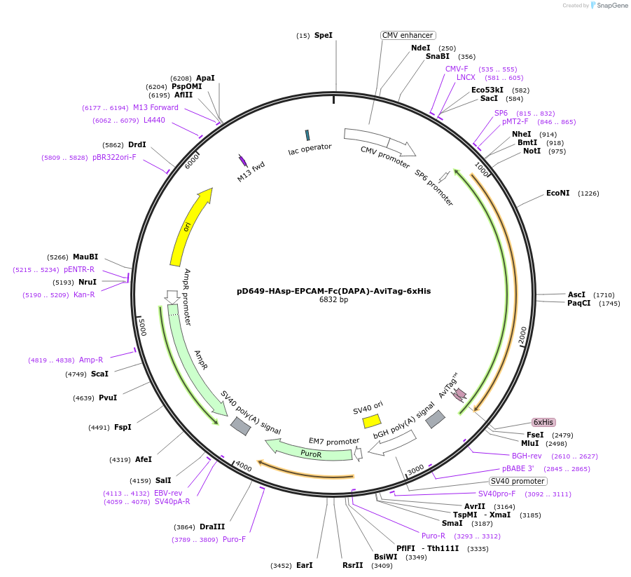 156693-plasmid-map-sequence-id-417861