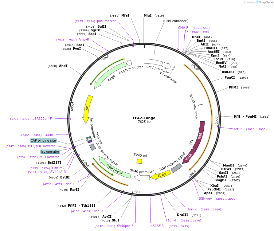 66281-plasmid-map-sequence-id-417863
