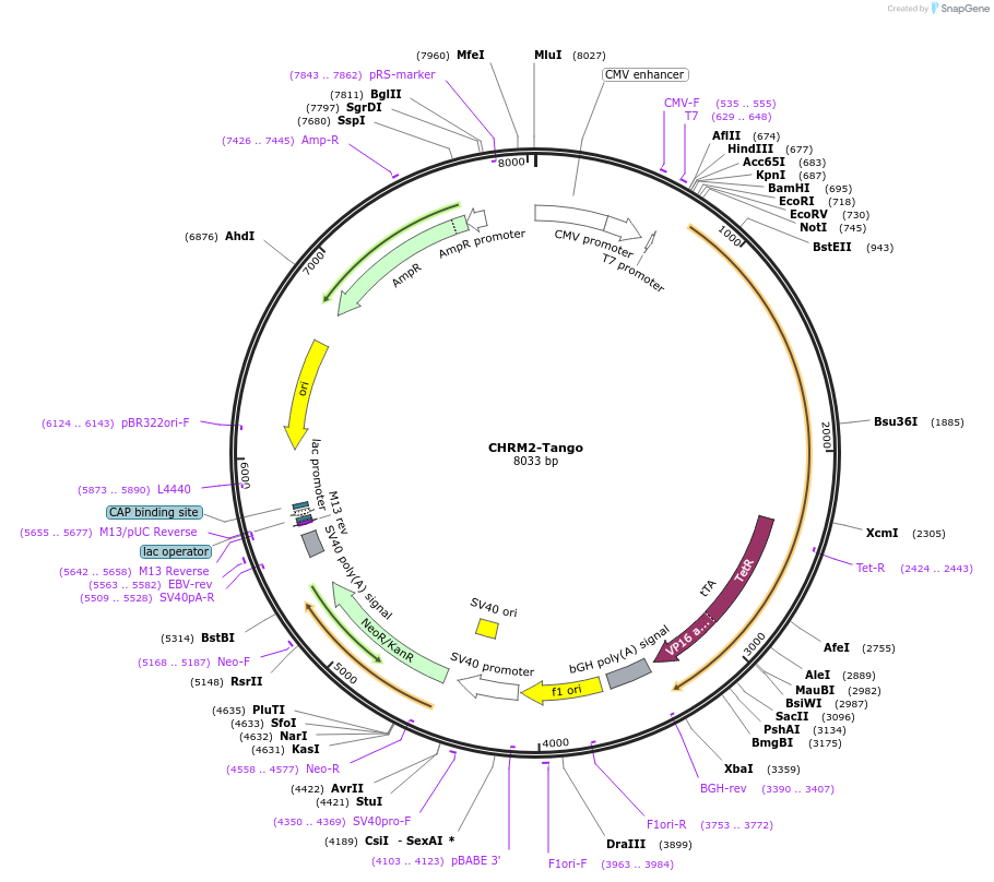 66249-plasmid-map-sequence-id-417864
