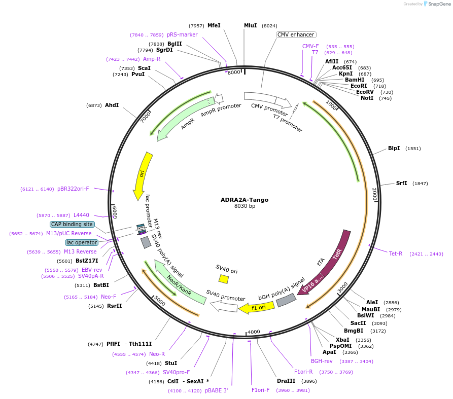 66216-plasmid-map-sequence-id-417865