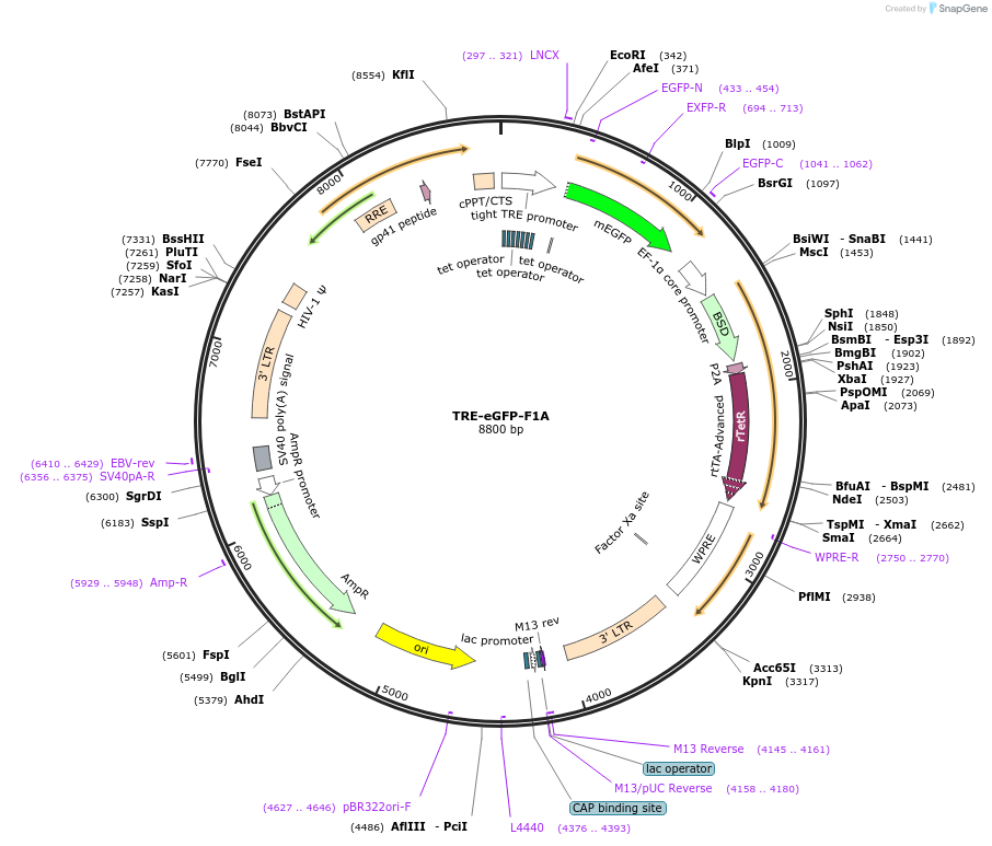211458-plasmid-map-sequence-id-417943