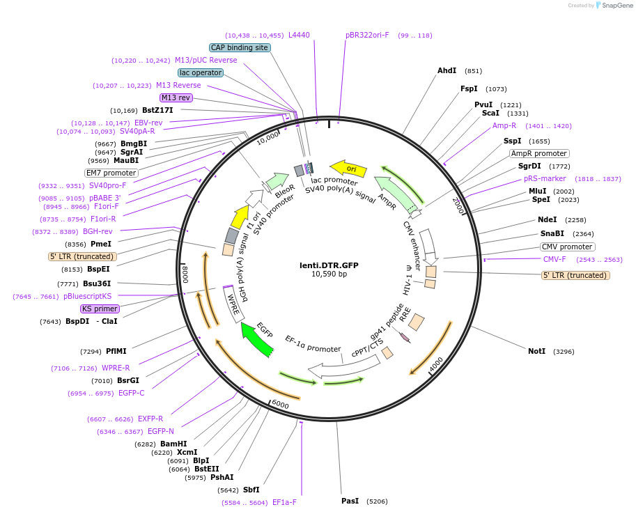 201962-plasmid-map-sequence-id-417944