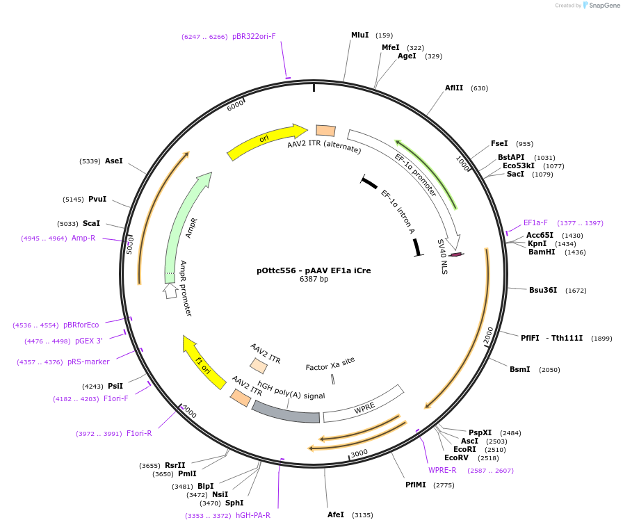 210416-plasmid-map-sequence-id-417953