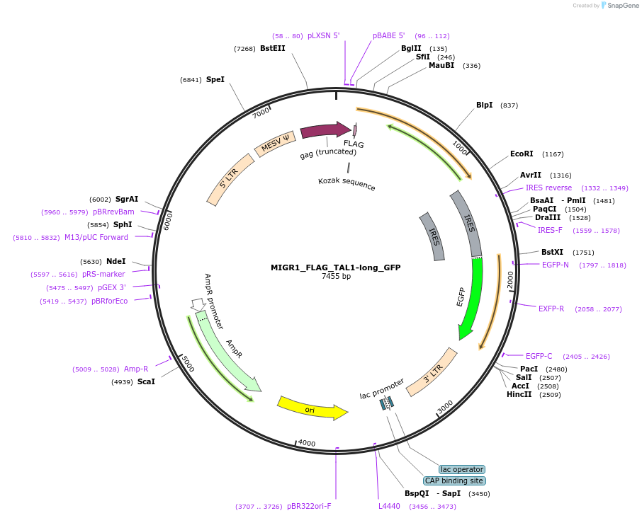 210638-plasmid-map-sequence-id-417956