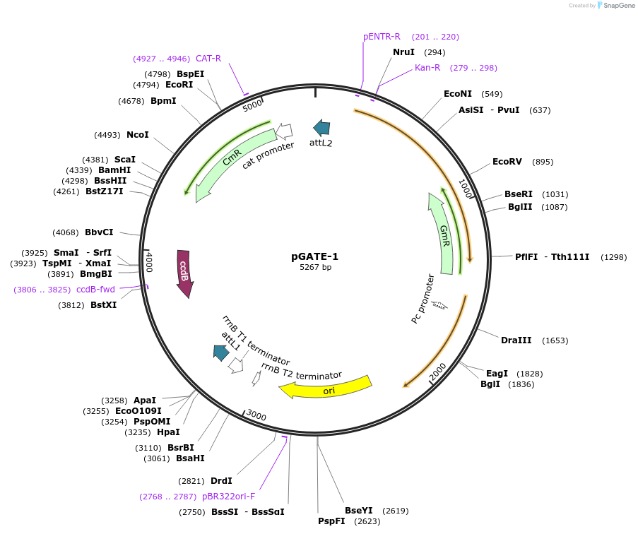 205743-plasmid-map-sequence-id-417957