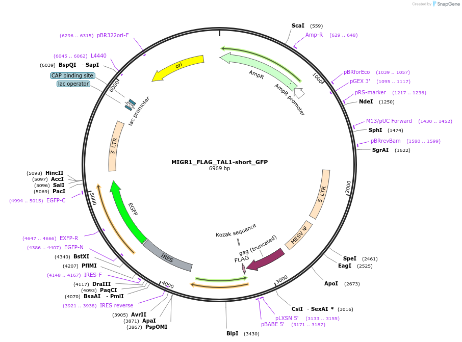 210637-plasmid-map-sequence-id-417958