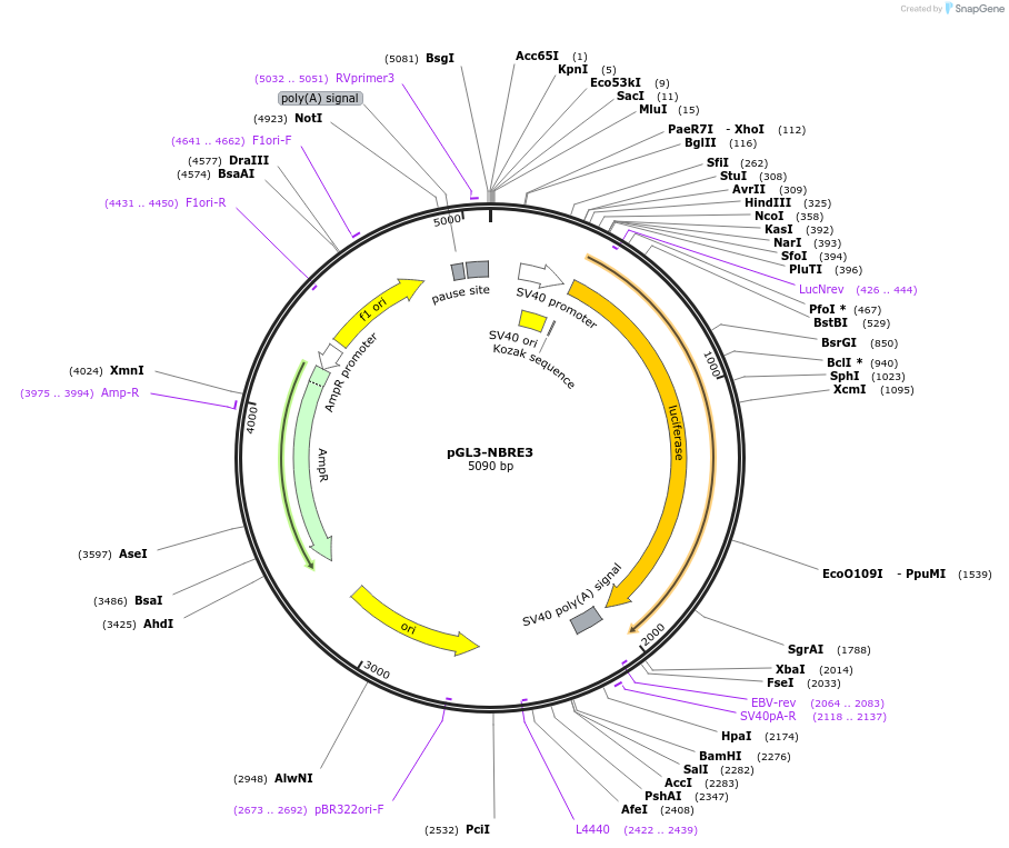208254-plasmid-map-sequence-id-417965