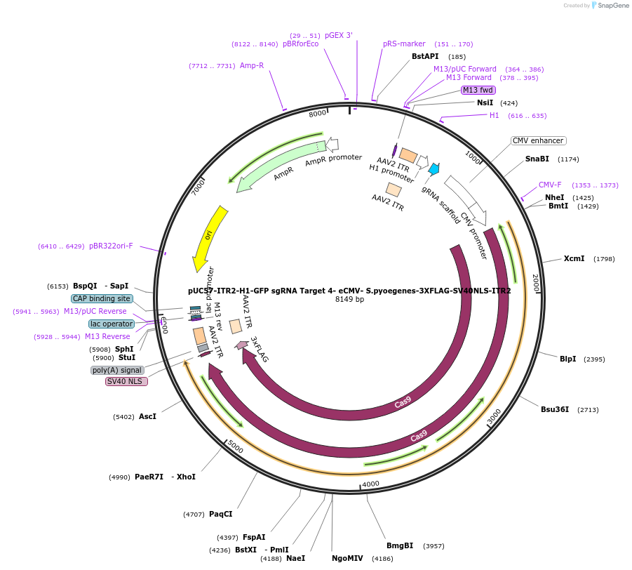 210740-plasmid-map-sequence-id-417966