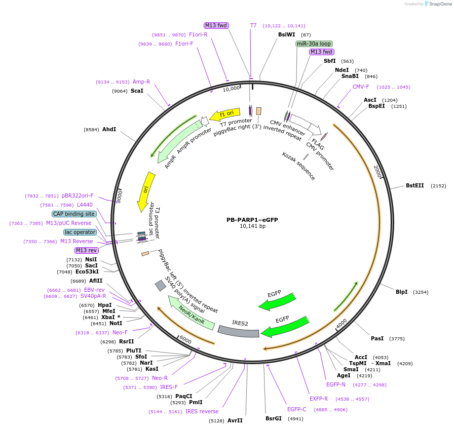 211552-plasmid-map-sequence-id-417967