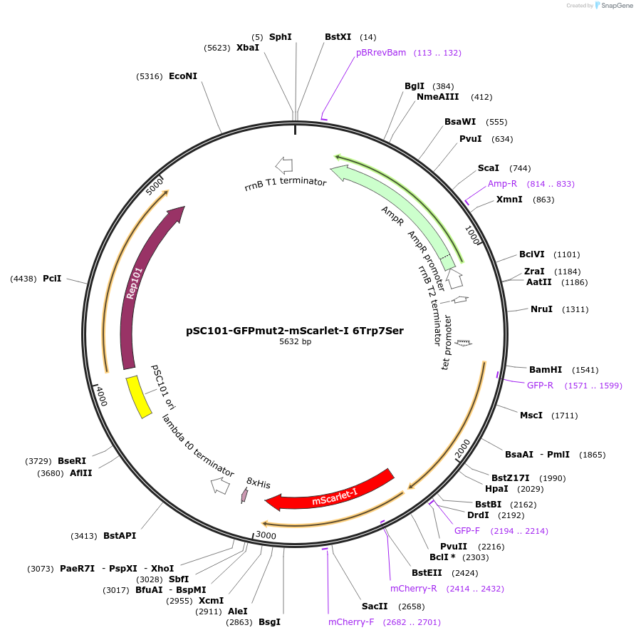 208186-plasmid-map-sequence-id-417987