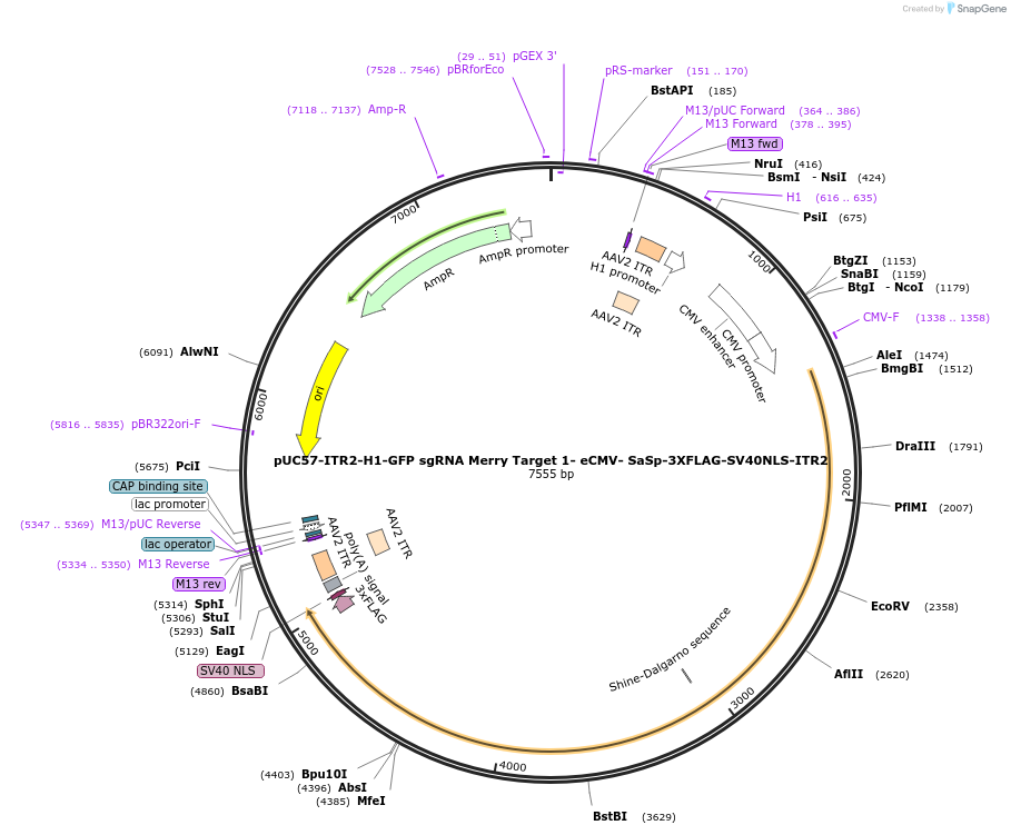 210741-plasmid-map-sequence-id-417990