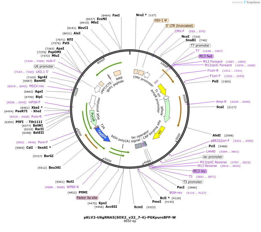 211986-plasmid-map-sequence-id-417995