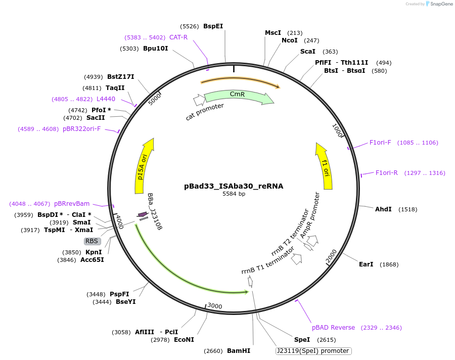 205323-plasmid-map-sequence-id-417996
