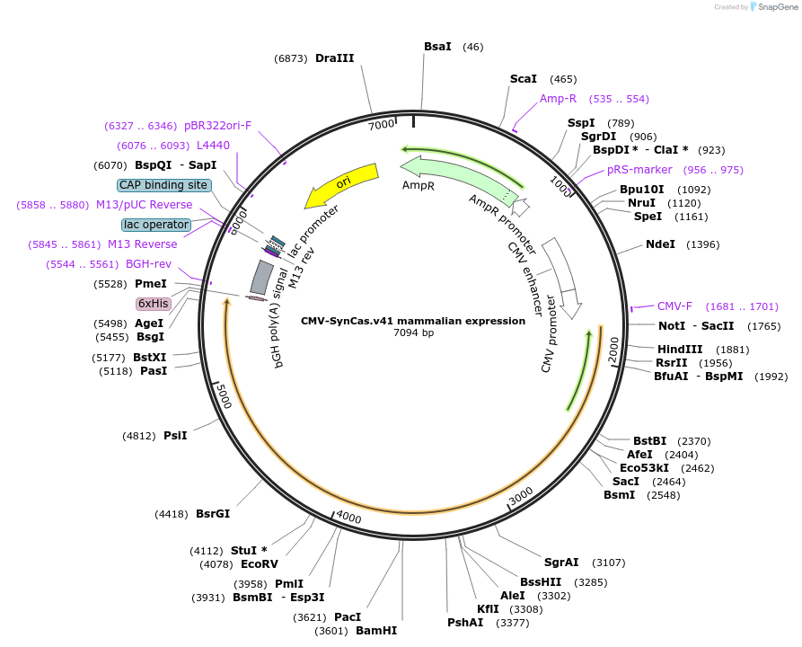 208593-plasmid-map-sequence-id-418031
