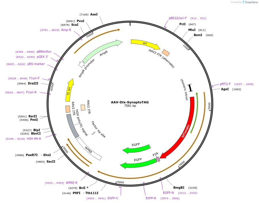 210729-plasmid-map-sequence-id-418041