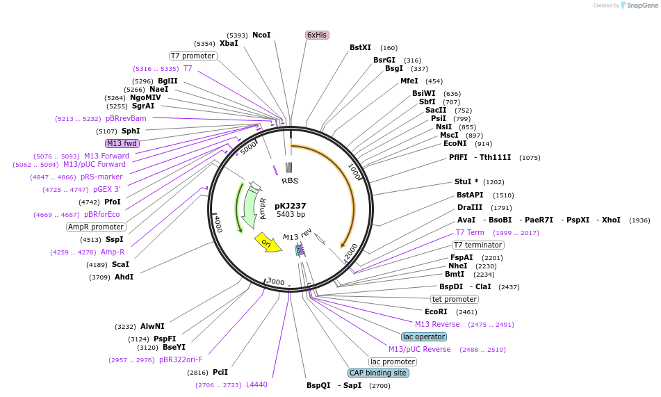 212320-plasmid-map-sequence-id-418047