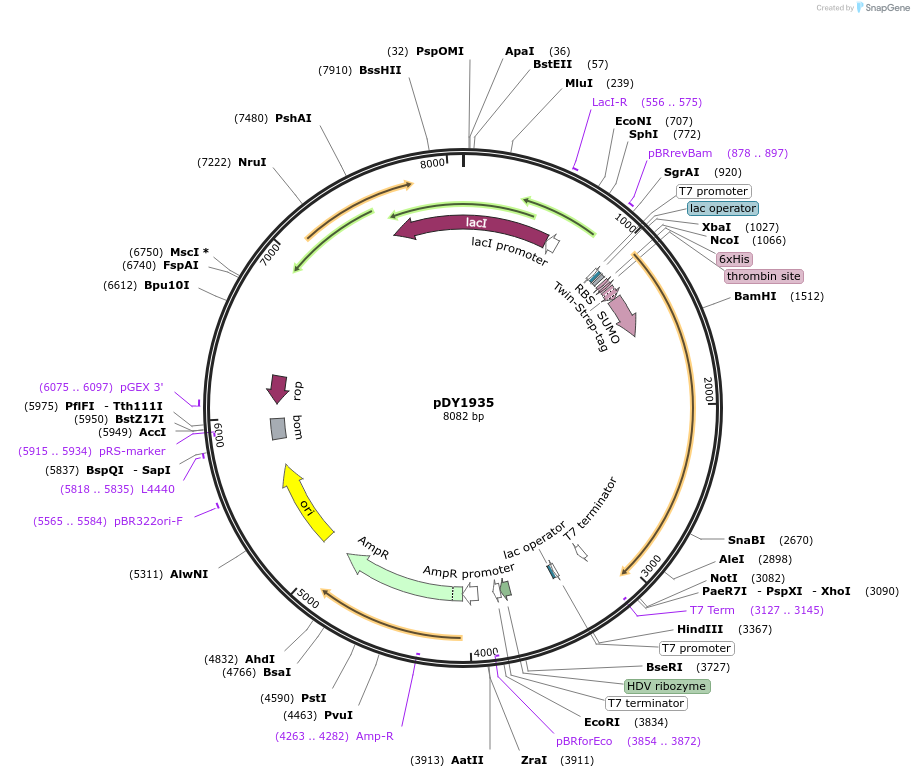 212315-plasmid-map-sequence-id-418048