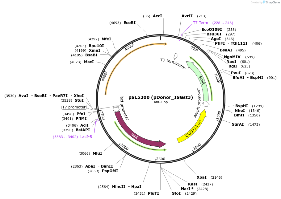 210875-plasmid-map-sequence-id-418052